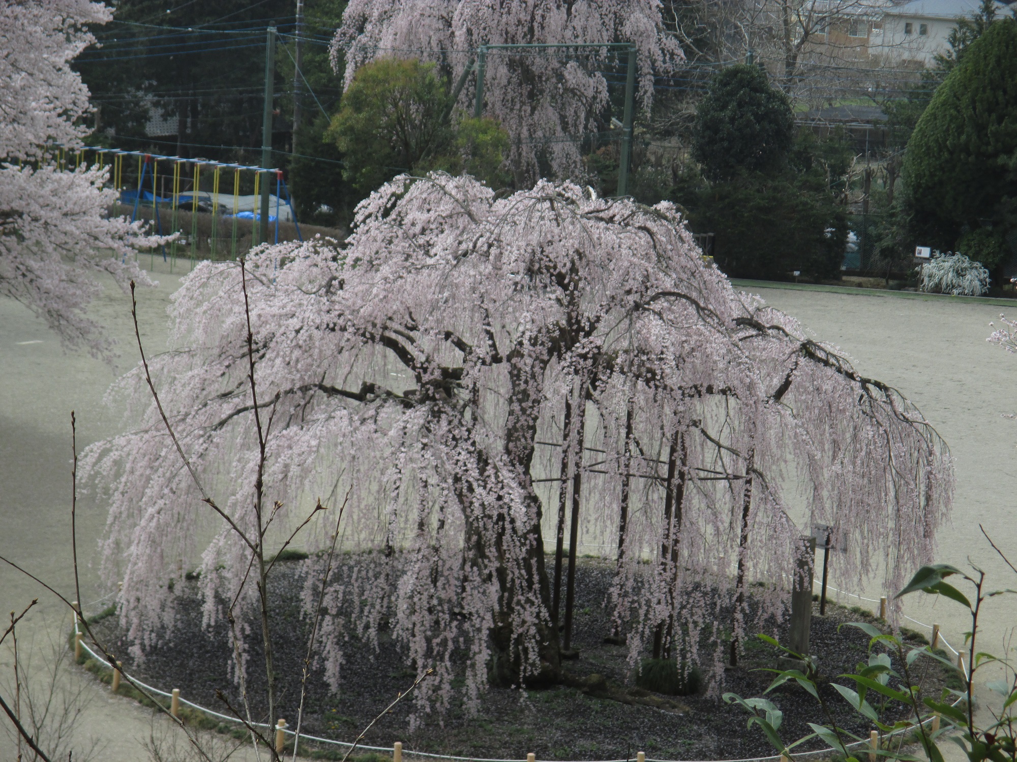 孝子桜写真